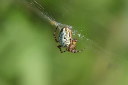 Web Development SEO Basics: A Beginner's Guide