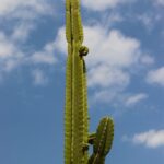 Content Strategy for Vertical Search Success