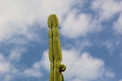 Content Strategy for Vertical Search Success