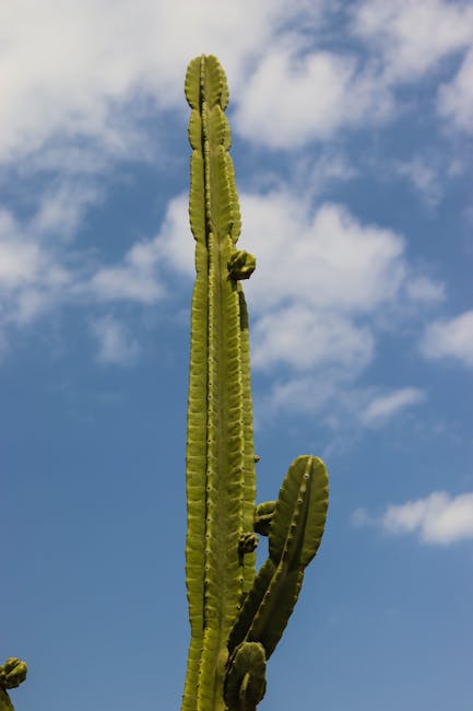 Content Strategy for Vertical Search Success
