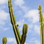 Leveraging Local SEO for Vertical Growth