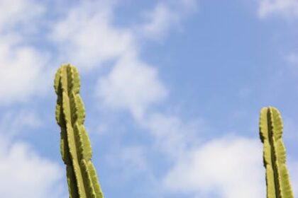 Leveraging Local SEO for Vertical Growth